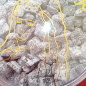 Tamjan Gardenija 150g - Prirodni Miris