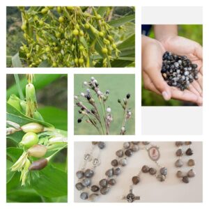 Jakobove suze krunice